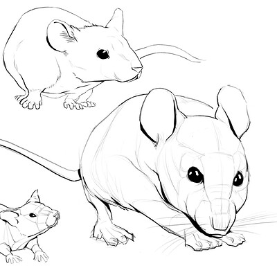 Mice study before my design of Matilda