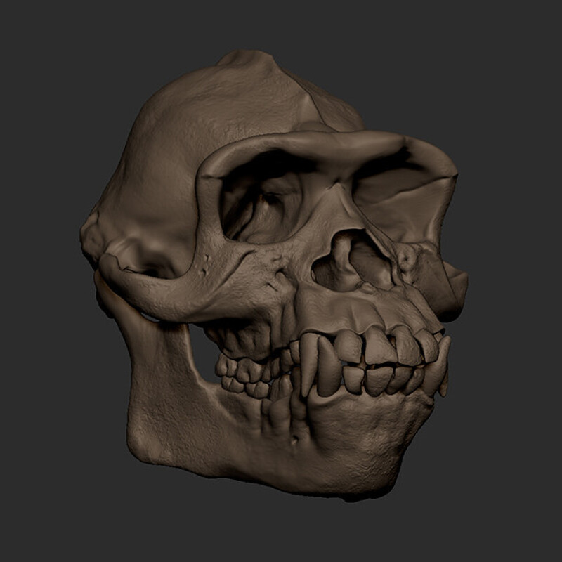 Skull Study 