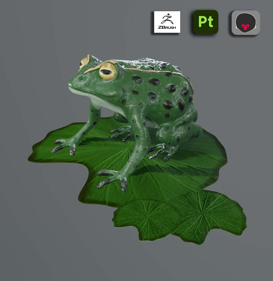 ArtStation - Realistic Frog 3D Model