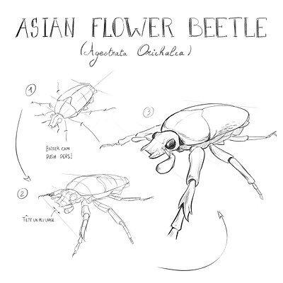 Asian flower beetle study