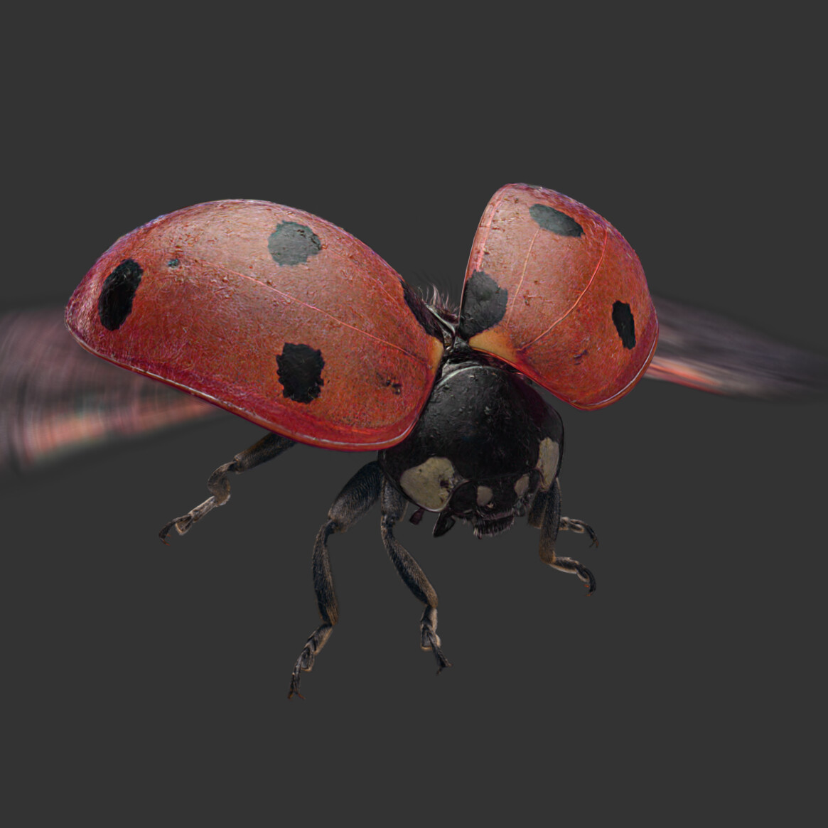 ArtStation - Seven-Spotted Ladybug