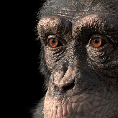 Chimpanzee