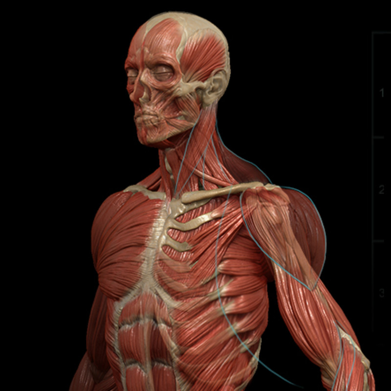 ecorche