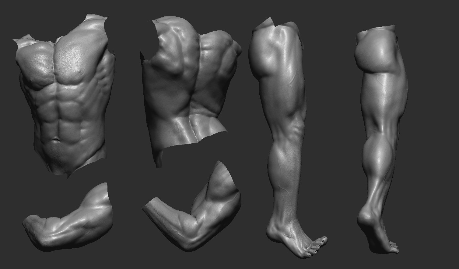 Zbrush референс анатомия