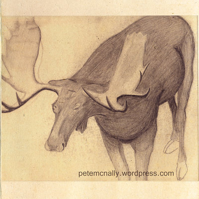 Pete mc nally sketch pencil nathistmuseum elk