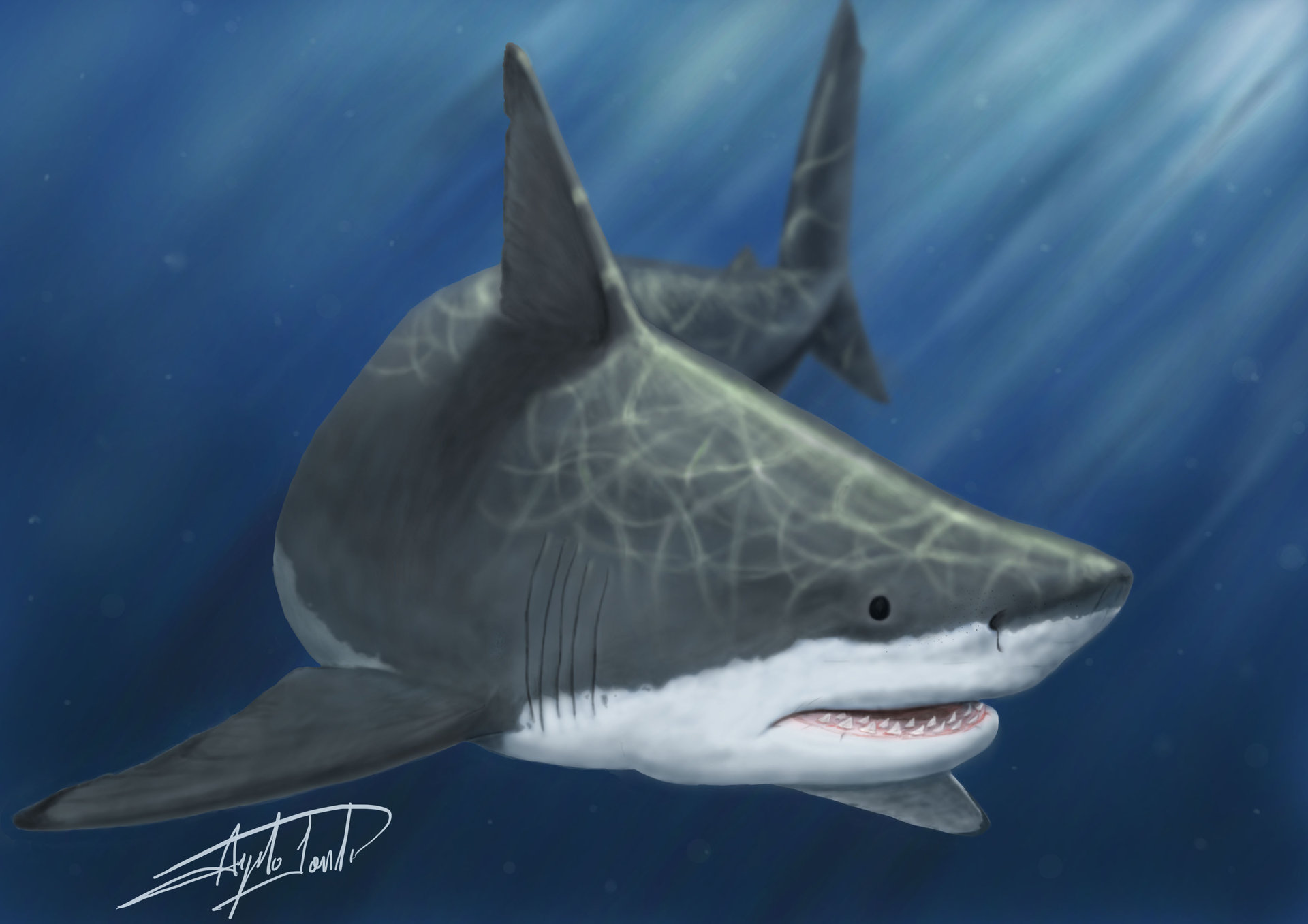 Artstation Great White Shark Angelo Dylan