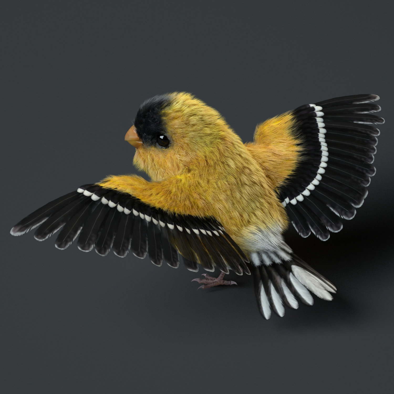 Bird Render