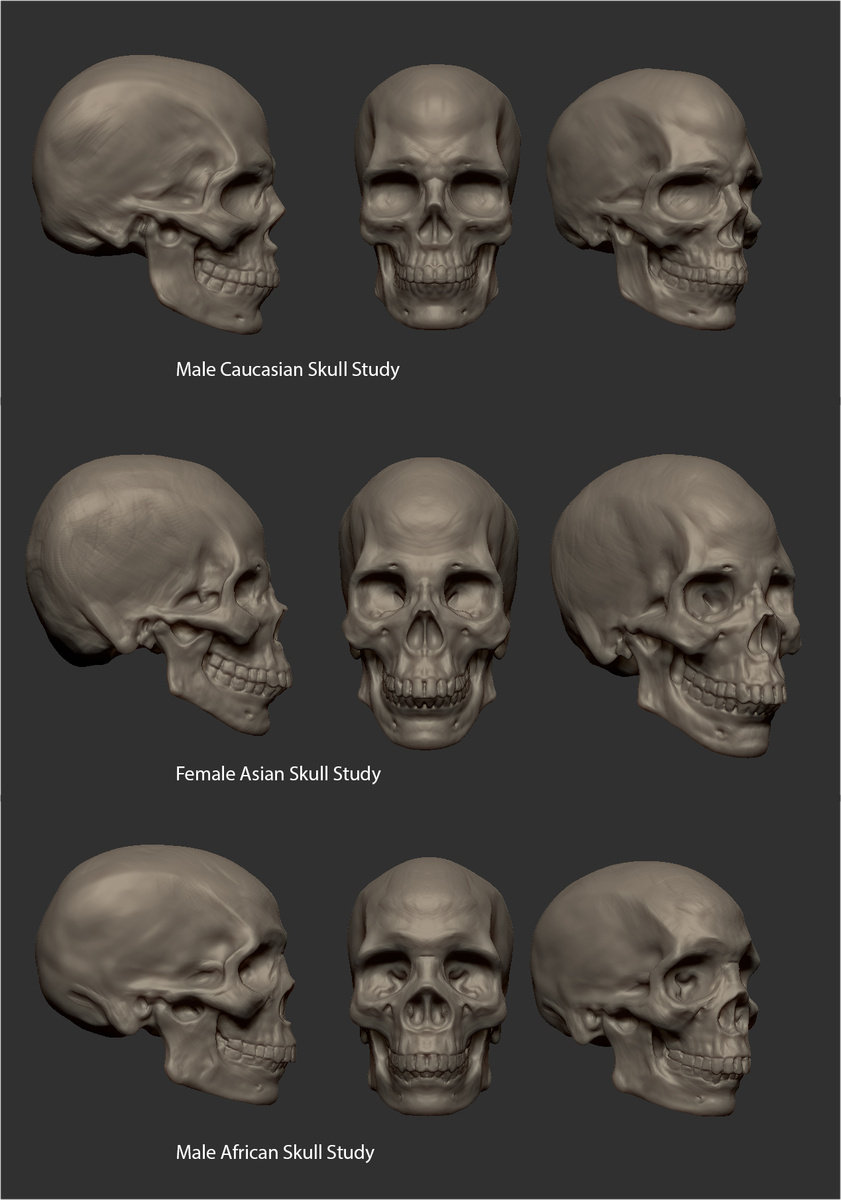 skull studies.