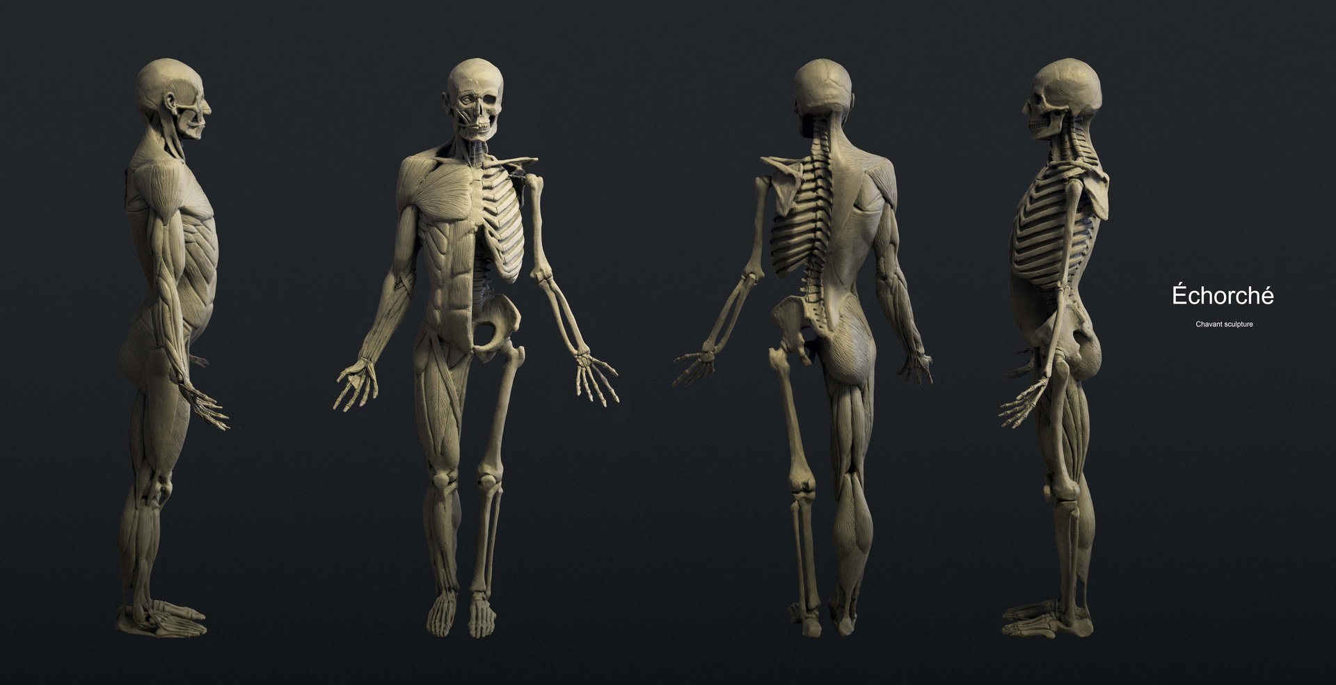 ecorche