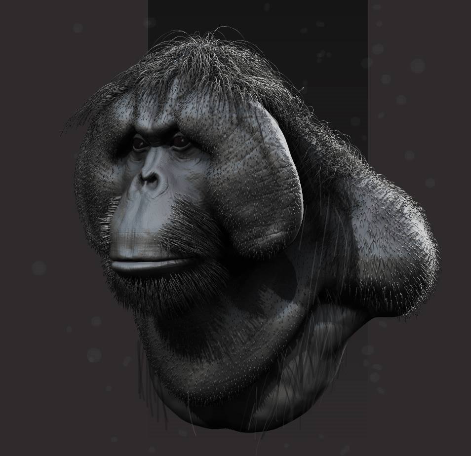 Ashley Sparling orangutan 
