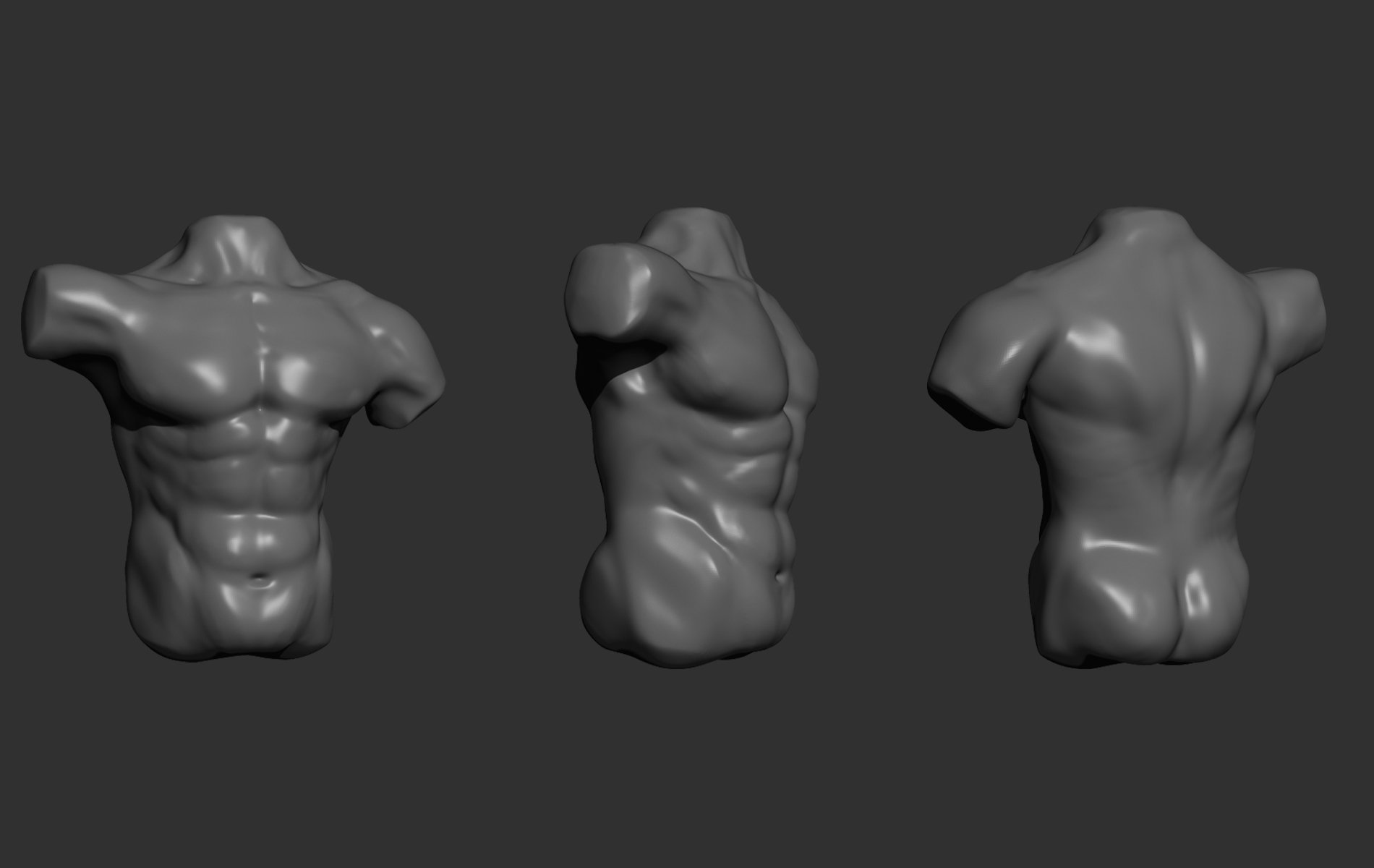 Human Anatomy Study Torso Biology Diagrams