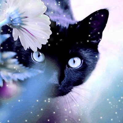 Cartoon Halloween Cat Desktop Wallpapers Top Free Cartoon