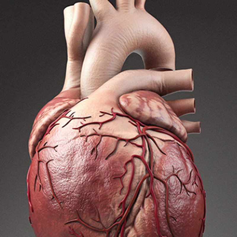 Human Heart.