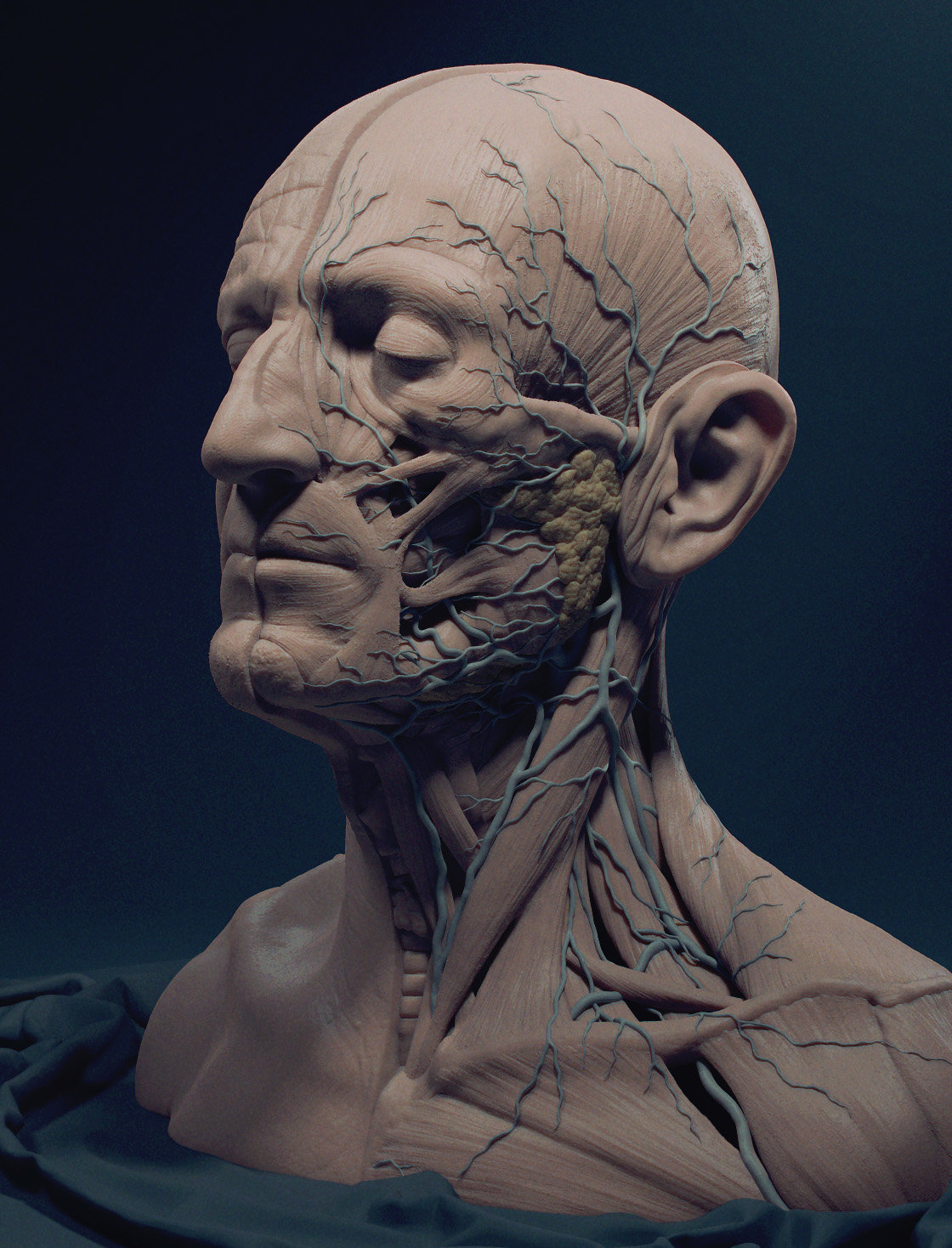 Лицо без кожи. Экорше для Zbrush. Экорше анатомия головы. Анатомическая голова.