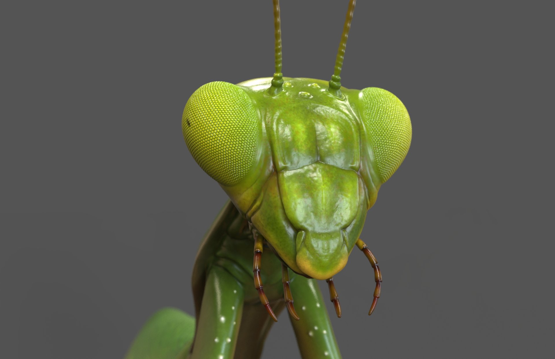 Почему богомолы откусывают голову. Богомол Mantis religiosa самка. Самки Богомолов откусывают головы самцам. Самец Мантис религиоза. Удивительные насекомые.