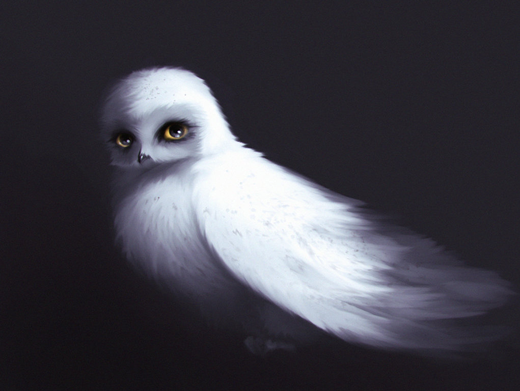 ArtStation - Hedwig fan art