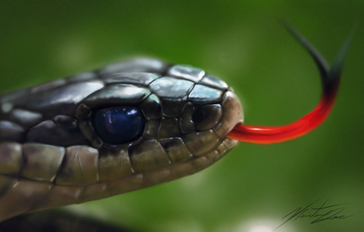 Snake Head Painting