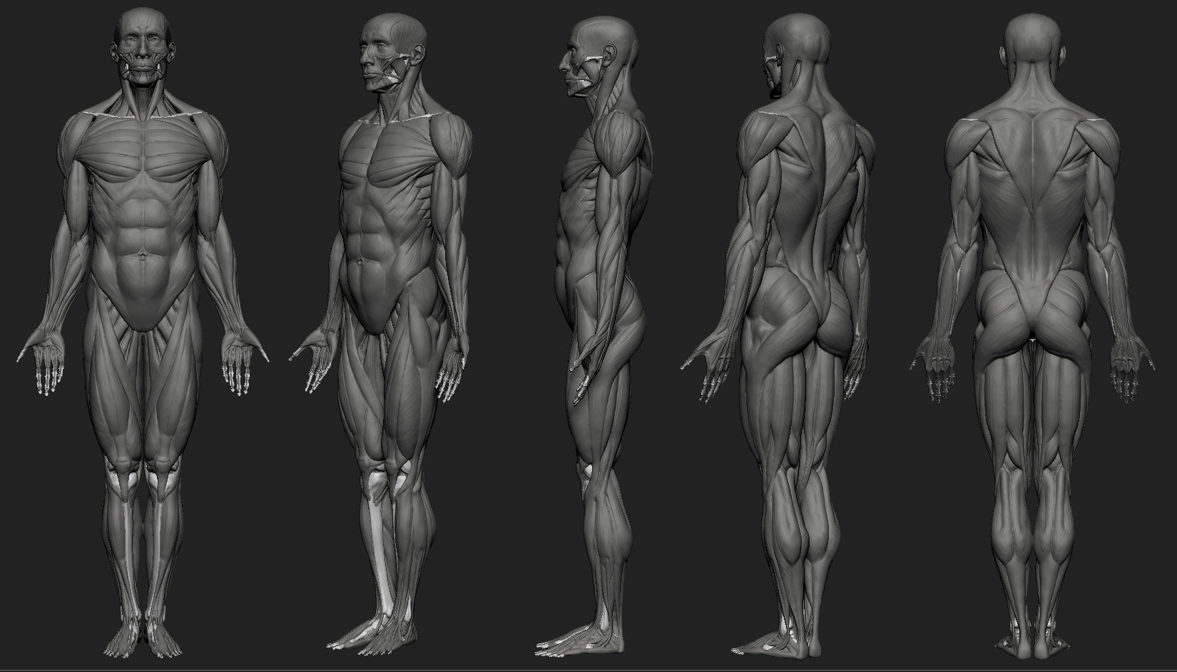Artur Owsnicki Human male anatomy study ecorche
