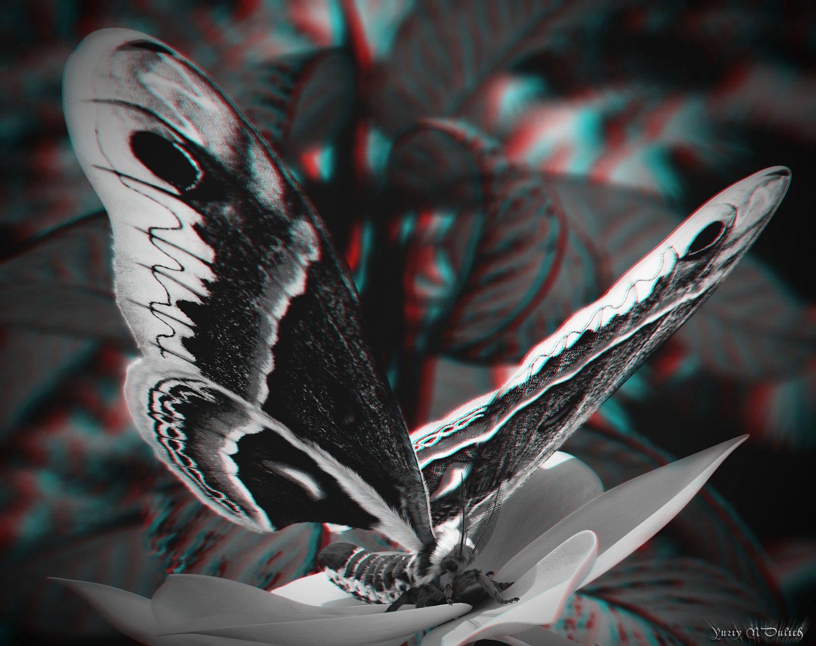Anaglyph