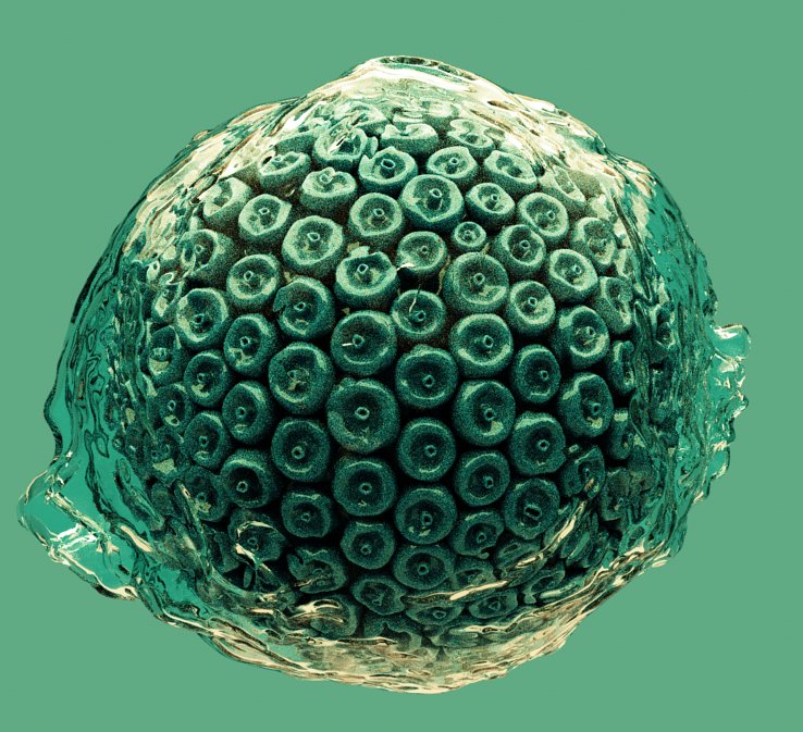 Virus 01