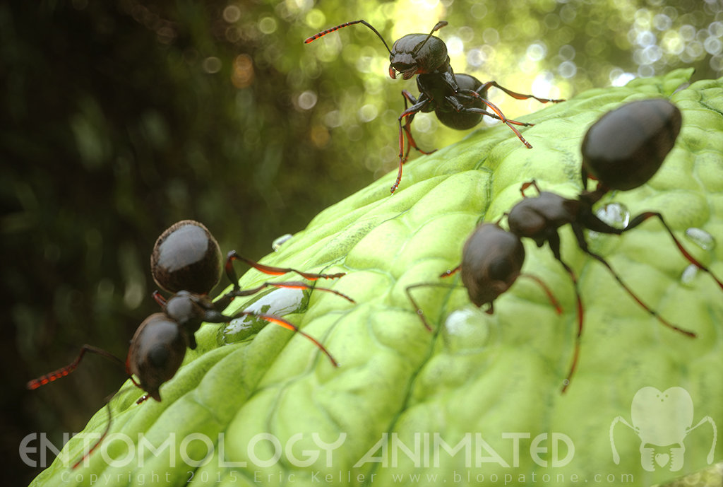 Black Garden ants