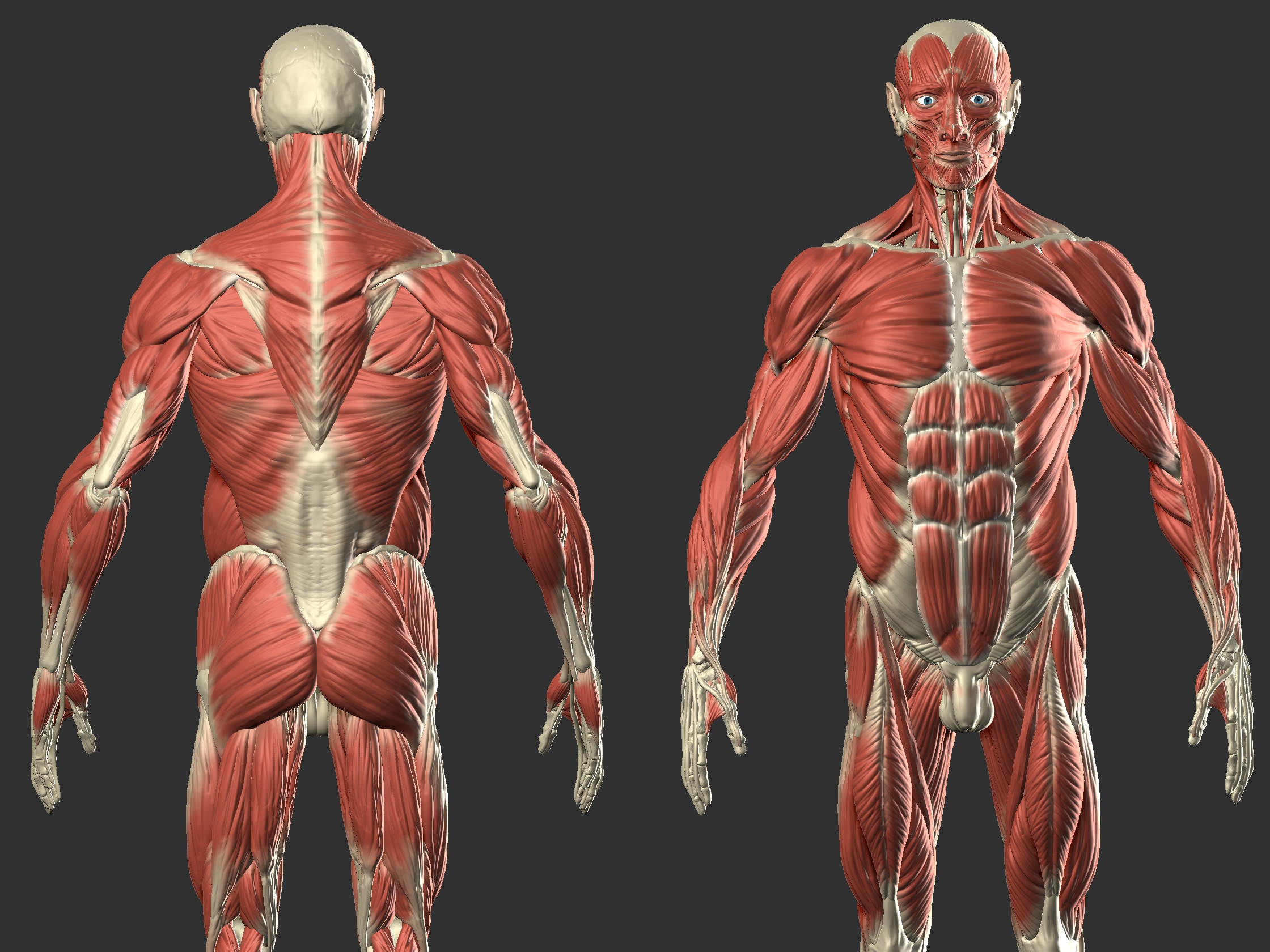 Передняя часть человека. Скелет и мышцы человека референсы. Скелет человека референс мышцы. Анатомия референс мышцы. Анатомия человека Скелетная мускулатура.