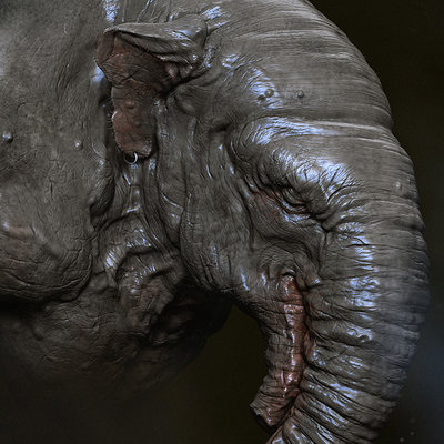 Adnan ali 04elephant