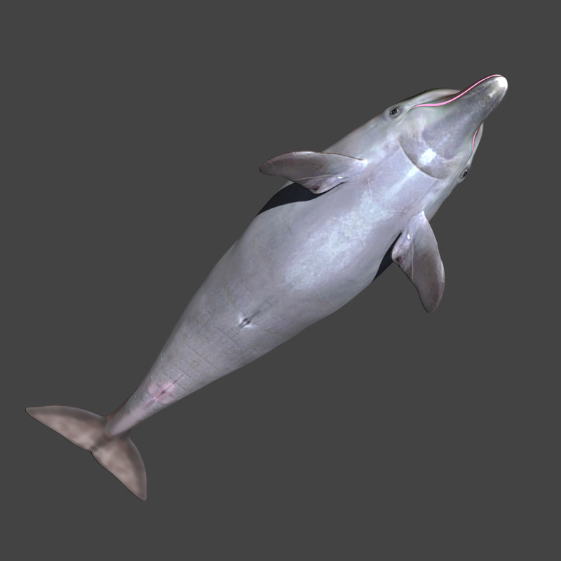 Artstation The 3d Model Dolphin Rigged Stephan Plotnicov
