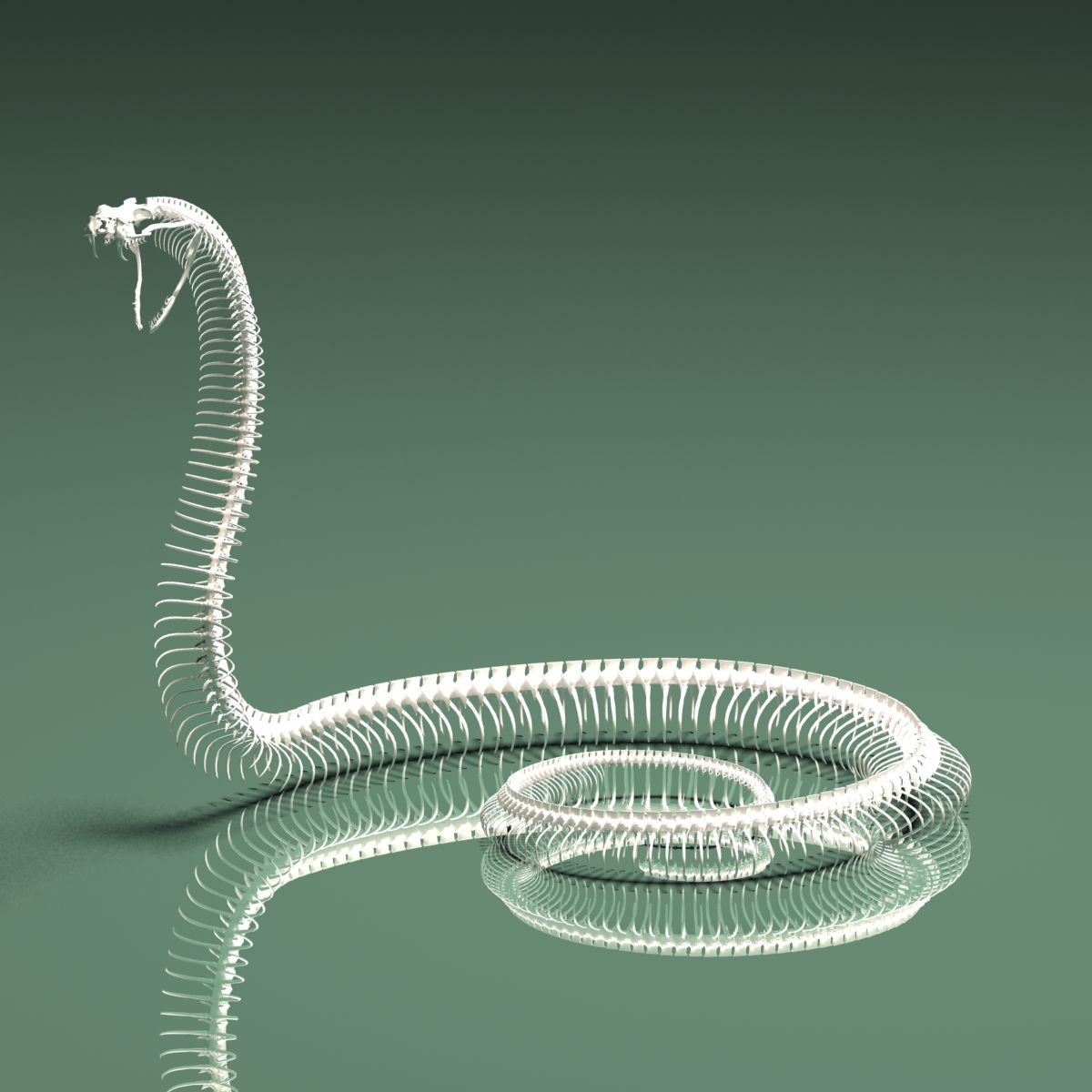 Stephan Plotnicov - The 3D model snake skeleton