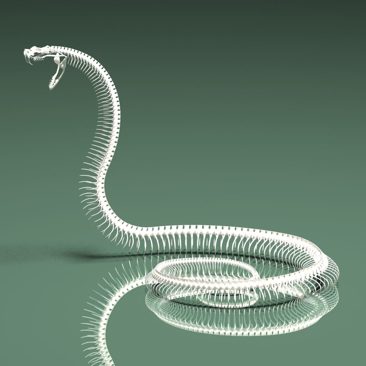 Stephan Plotnicov The 3D Model Snake Skeleton stephan-plotnicov-the-3d-model-snake-skeleton