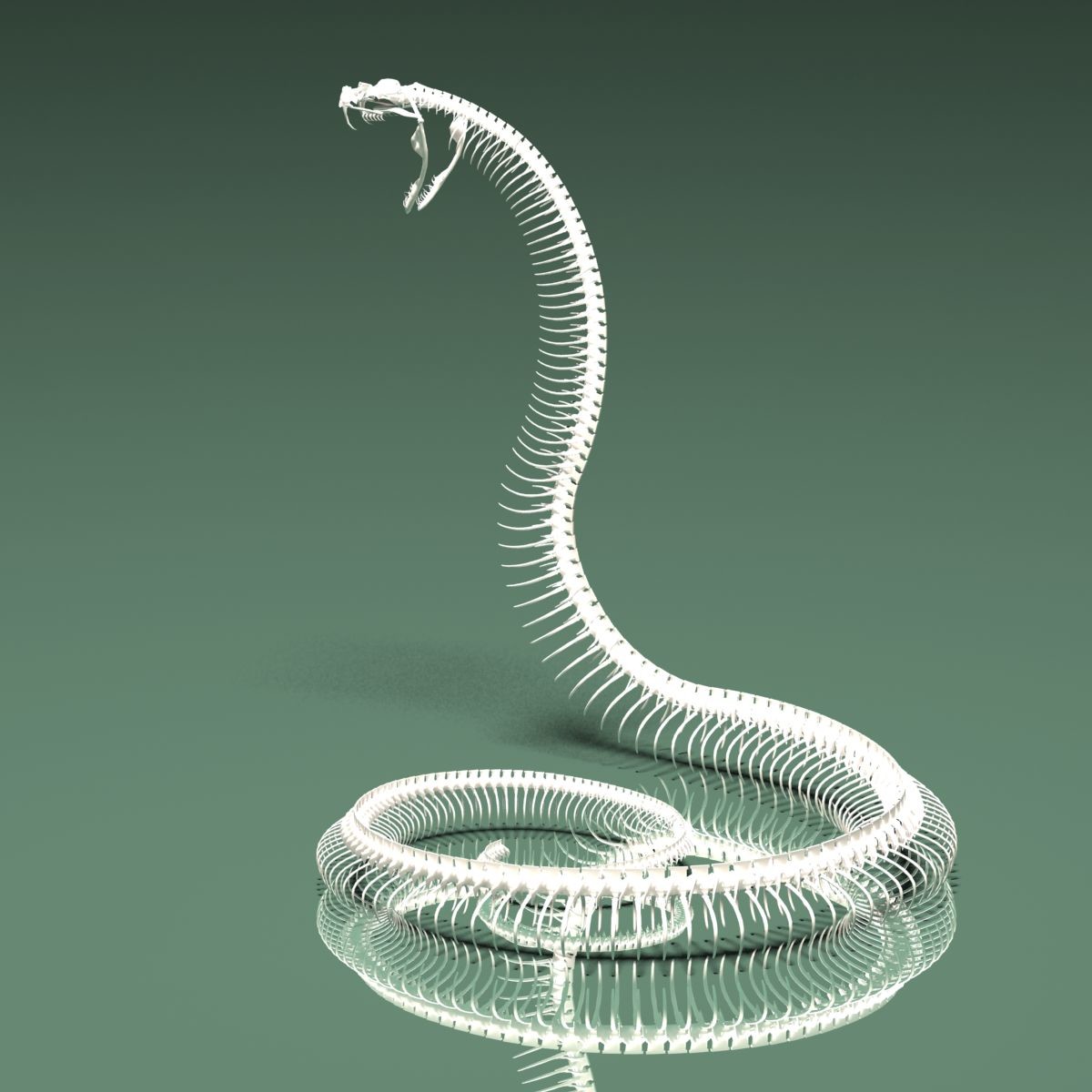 Stephan Plotnicov - The 3D model snake skeleton