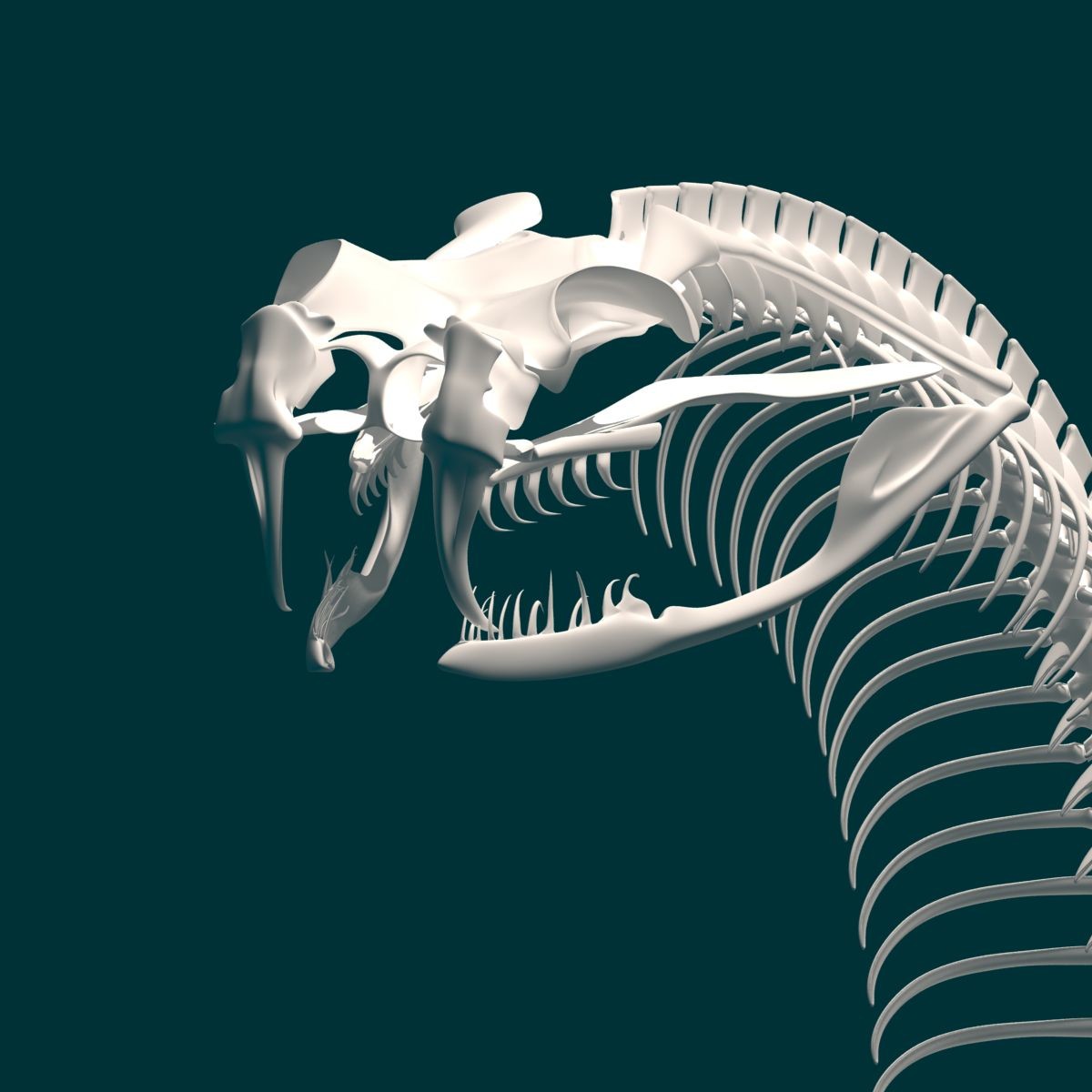 Stephan Plotnicov - The 3D model snake skeleton