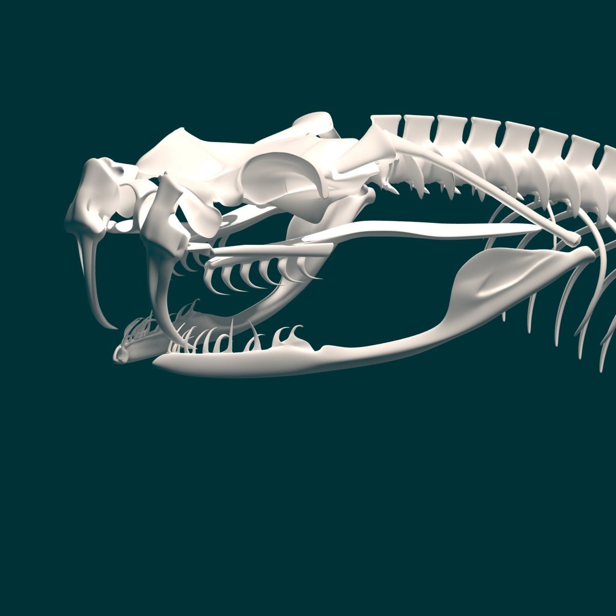 Artstation The 3d Model Snake Skeleton Stephan Plotnicov