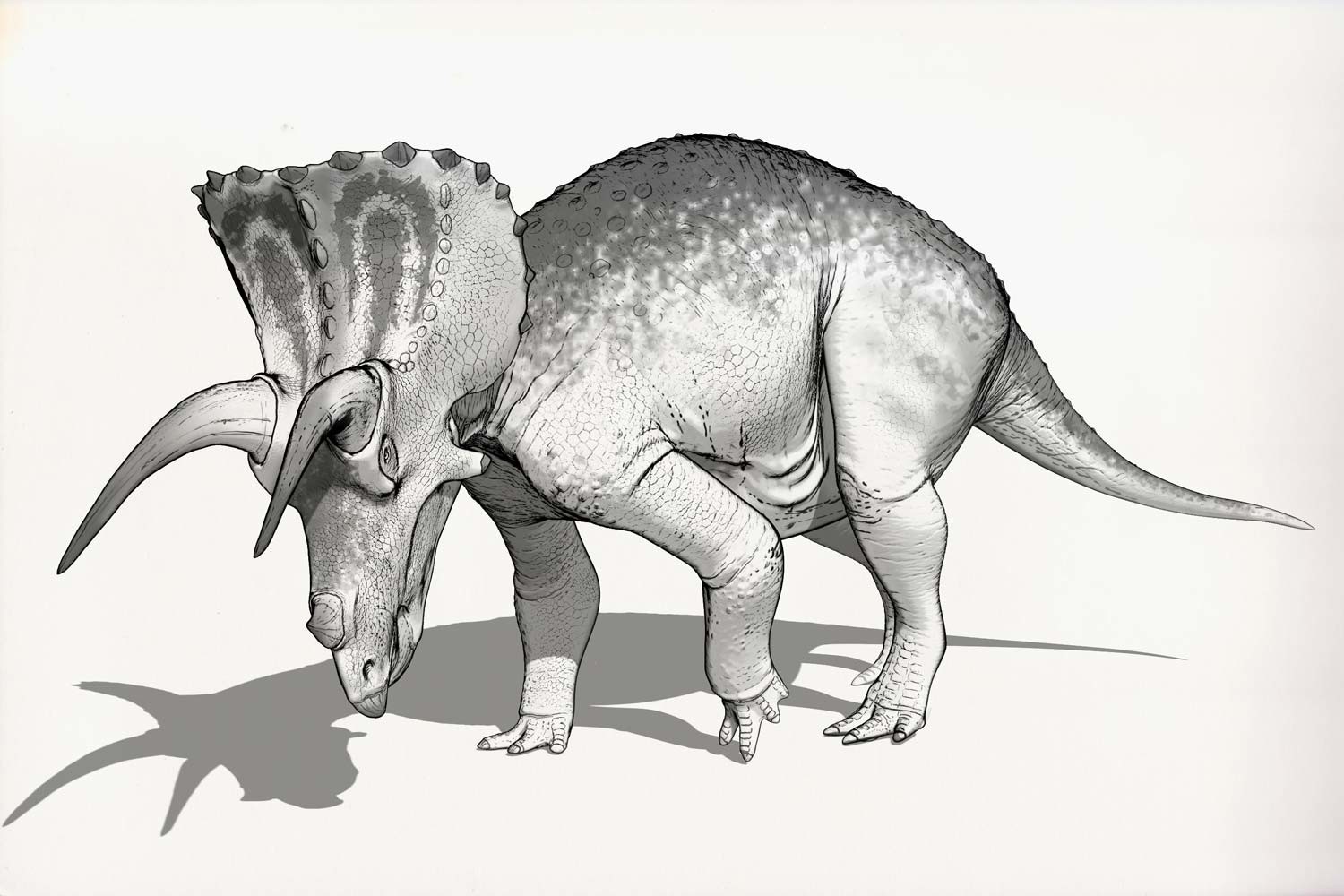 ArtStation - Draw Dinovember Day 21 Triceratops