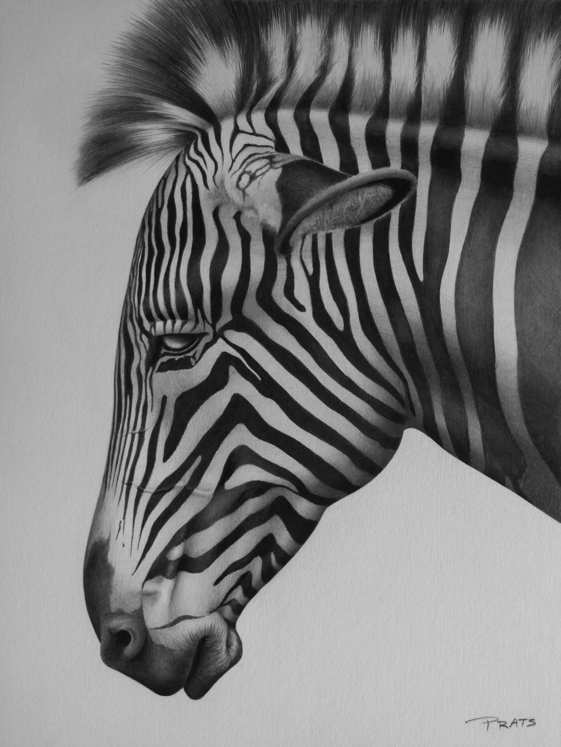ArtStation - zebra