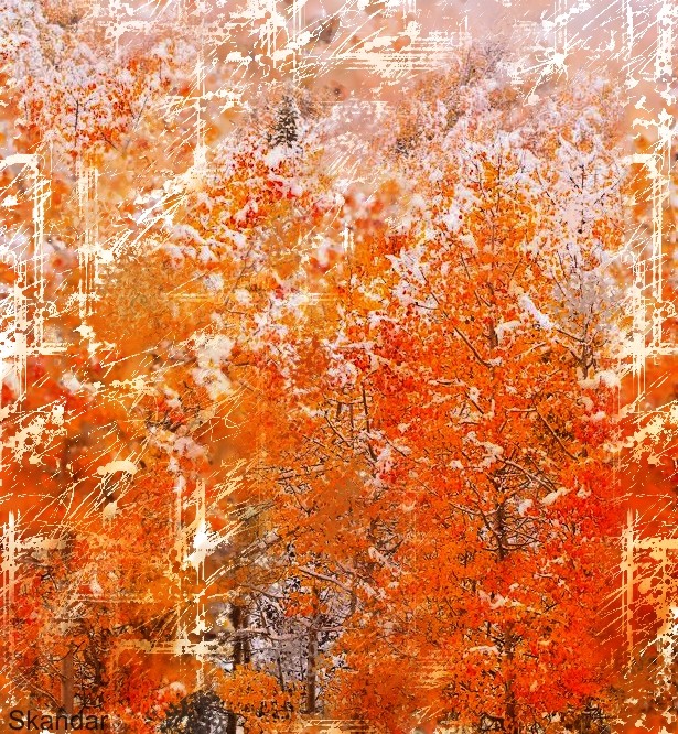 Winter Reds