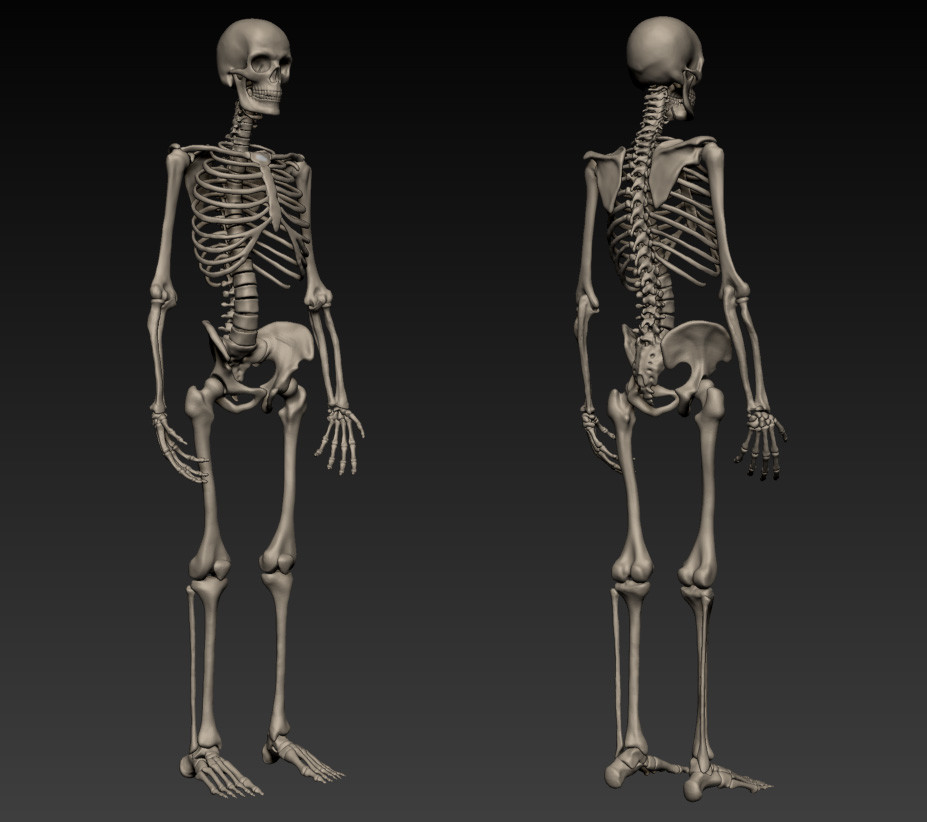 ArtStation - Anatomy Study - Skeleton