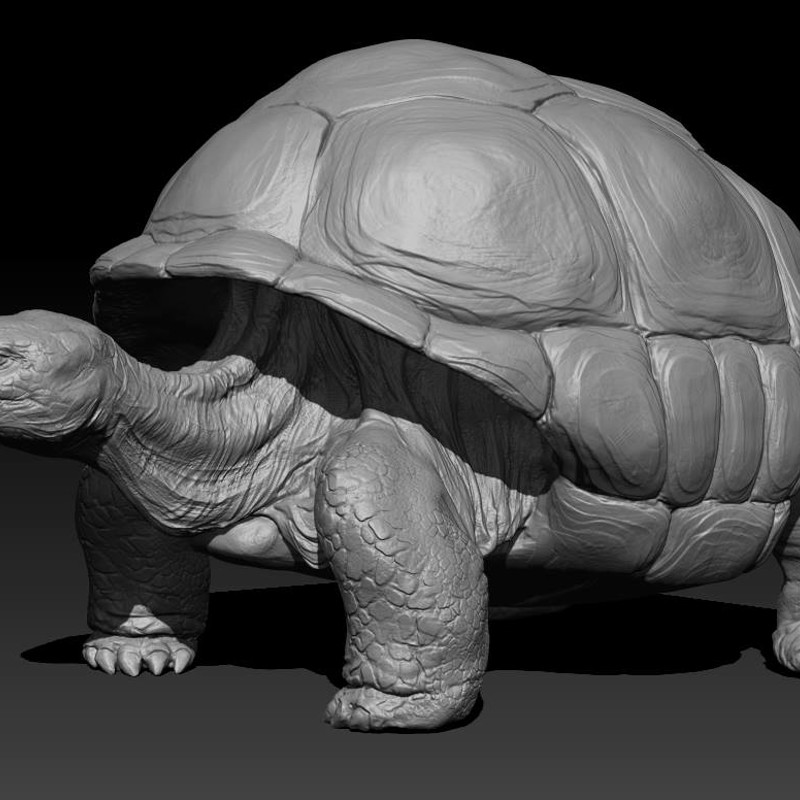 Tortoise sculpt