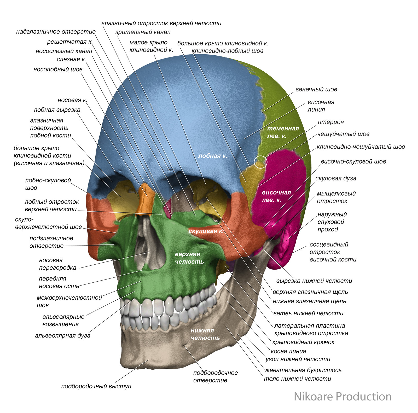 Лобные латынь. Череп анатомия Синельников. Кости черепа анатомия латынь. Топография лицевого черепа анатомия. Швы черепа топографическая анатомия.