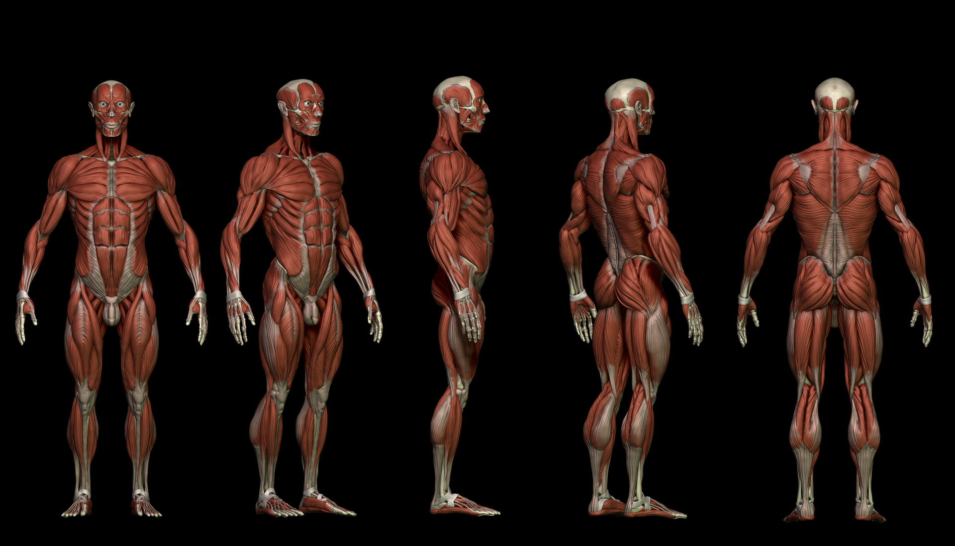 ecorche anatomy model