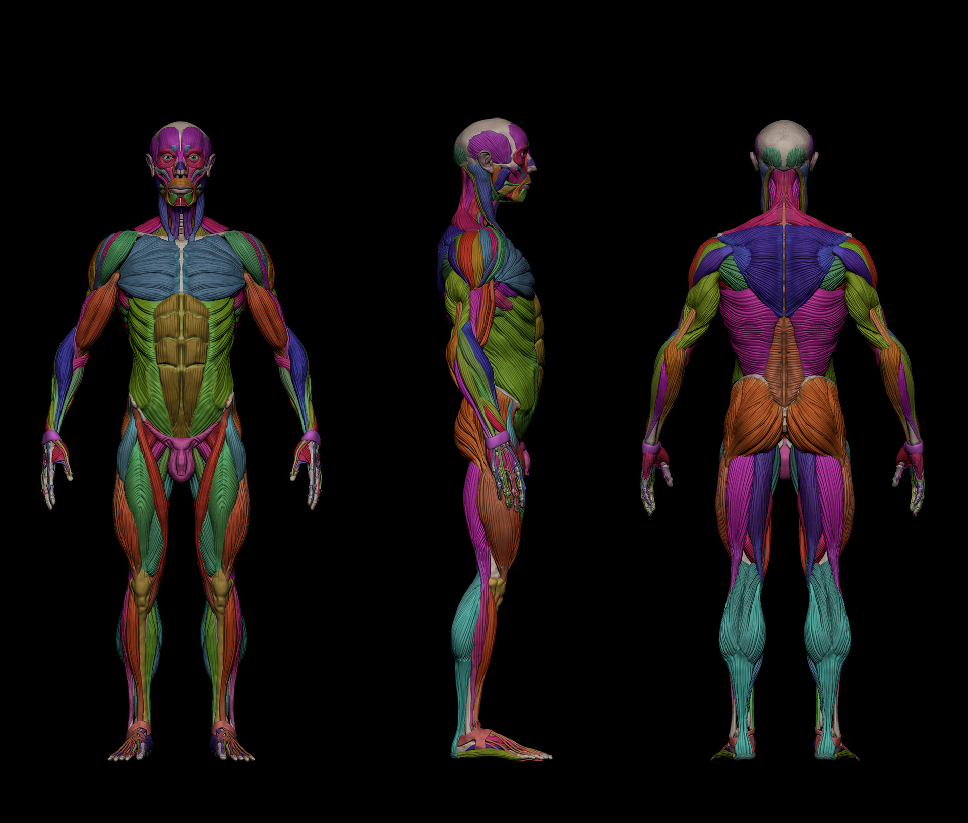 Jaime Asins Ferrandiz - Male Ecorche Anatomy