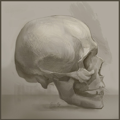 Brian roy skullstudy