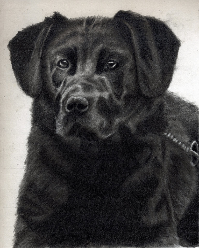 Black Lab Portrait
