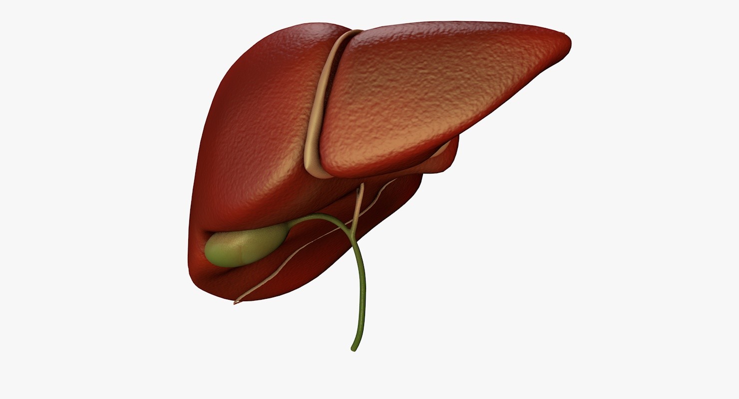 Artstation Liver And Bile Duct Medically Accurate Hepatobiliary System 3d Print Model Doctor Jana Cosa Nostra