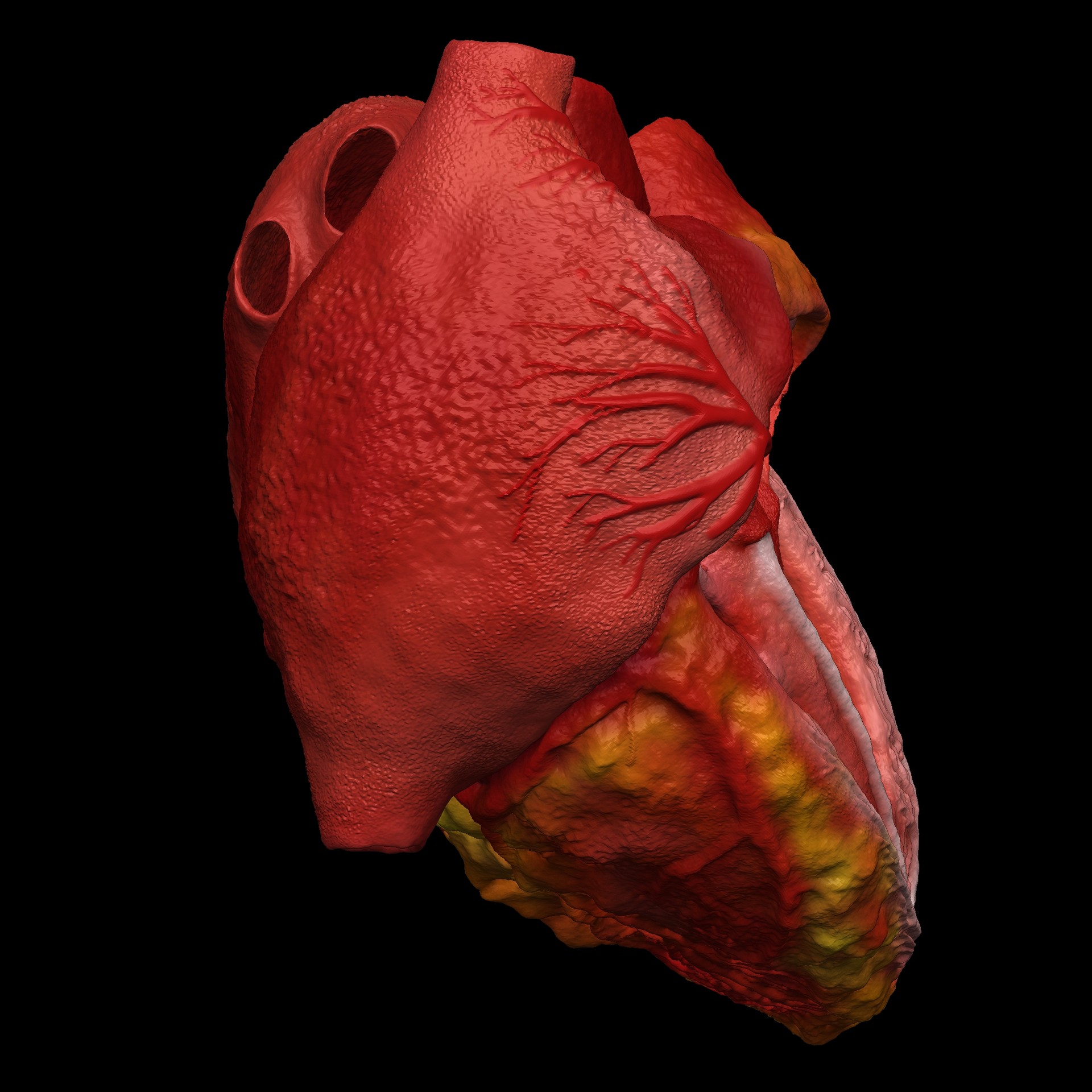 Artstation 3d Animated Realistic Human Heart V2 Improved