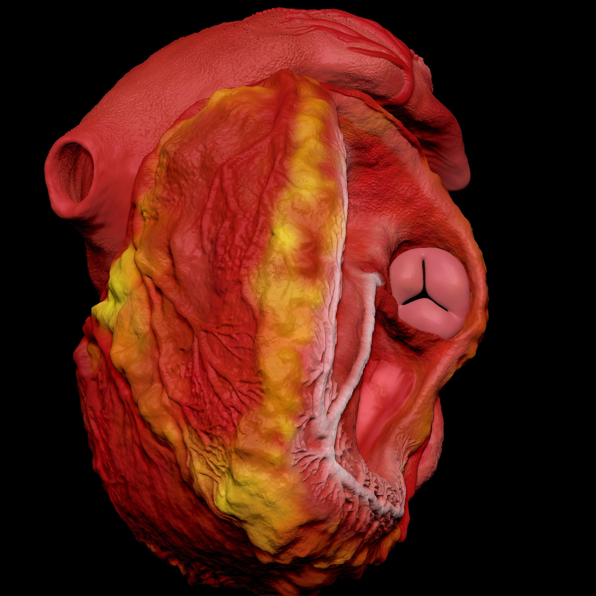 Artstation 3d Animated Realistic Human Heart V2 Improved