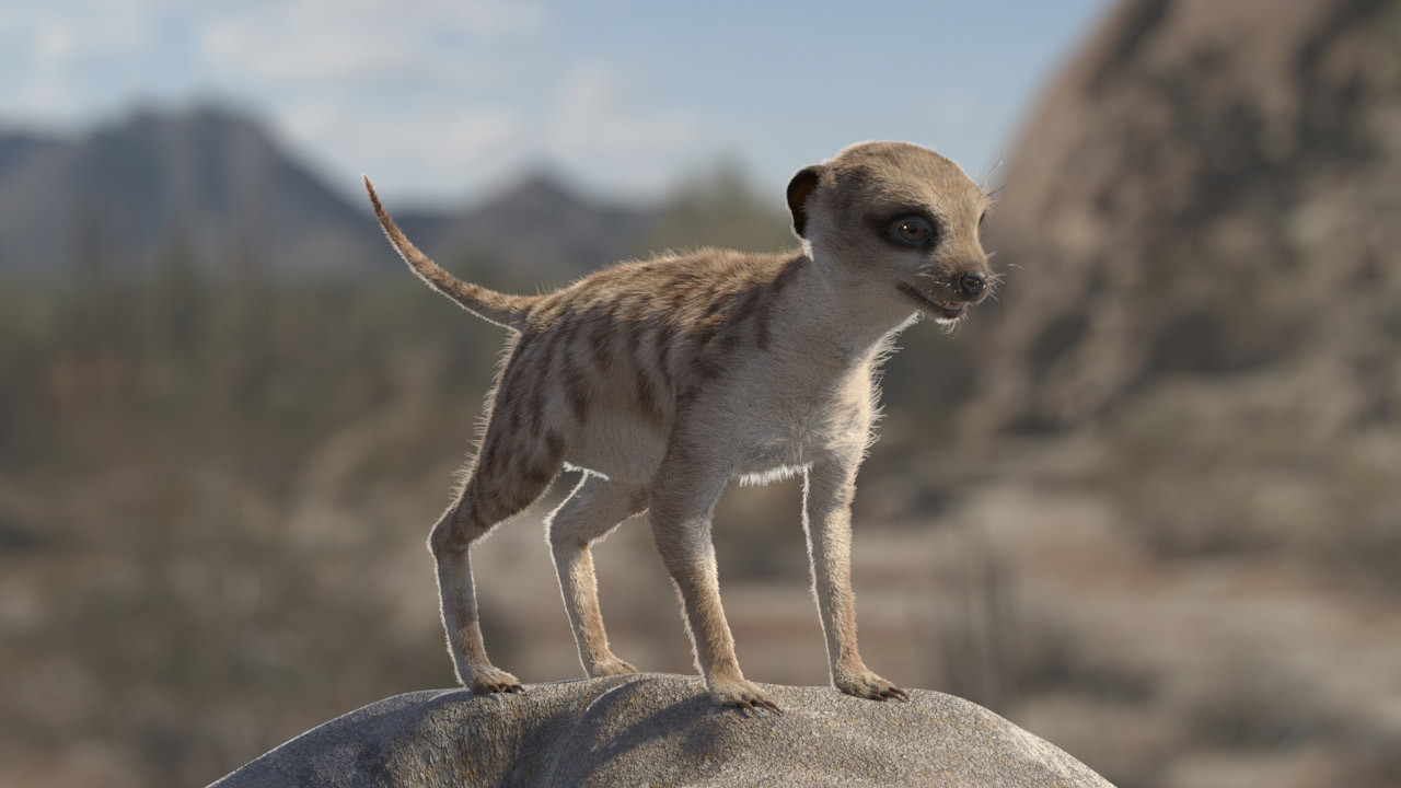 Artstation Meerkat Modeling And Fur Grooming 3d Lazhar Rekik
