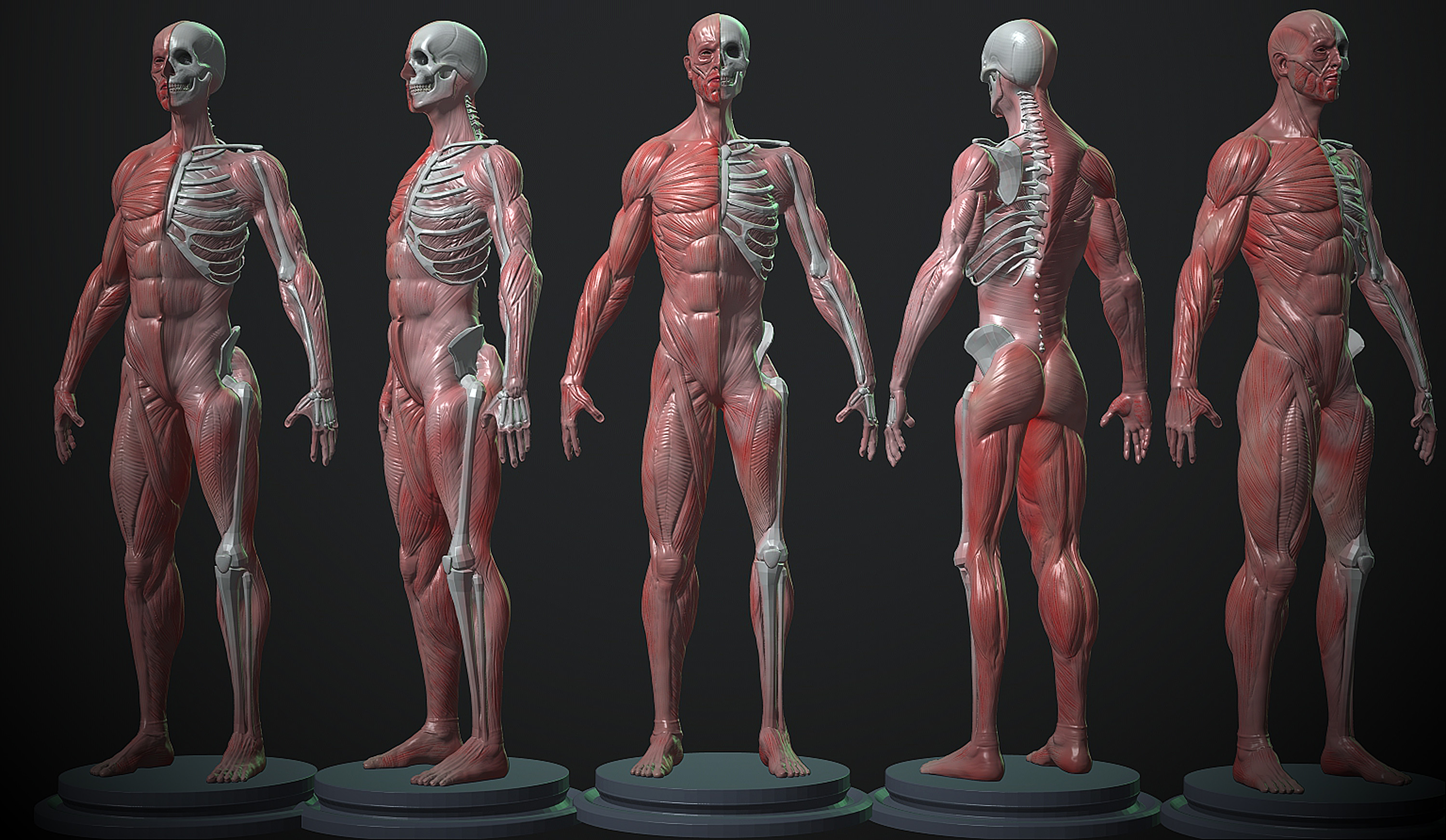 Анатомия человека 1. Анатомия человека мышцы 3д. Anatomy 3d мышцы. Челок анатомия. Мышечный скелет.