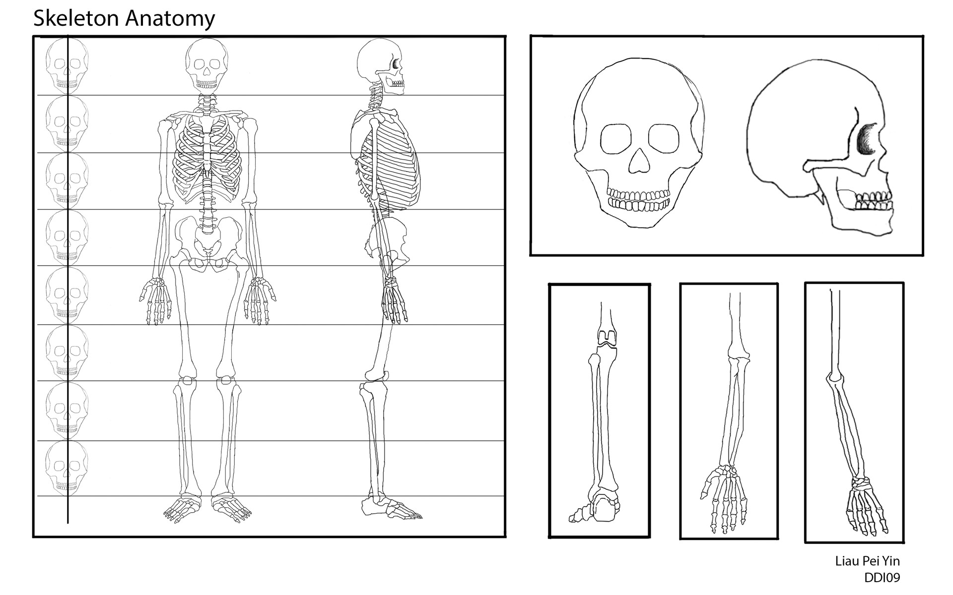 Skeletal system pdf picture