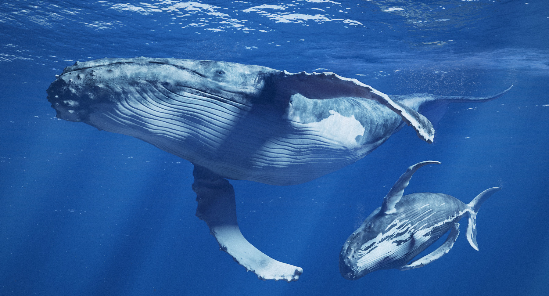 ArtStation Humpback Whale Family